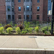 Mayor Michelle Wu Announces 2026 Mayor’s Garden Contest Winners 