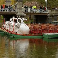 Image for boston swan boats at the public garden lagoon