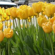 Image for daffodils web pic 19