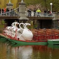 Image for boston swan boats at the public garden lagoon