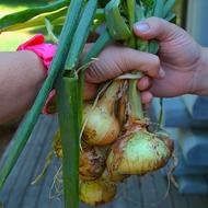 Image for hand onions