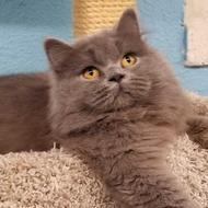 Image for penny, a one year old spayed female persian