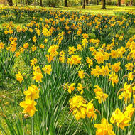 Image for boston blooms with daffodils