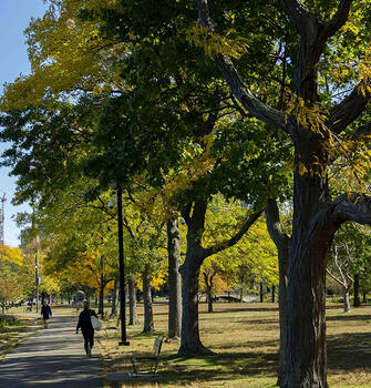 Trees in the City of Boston