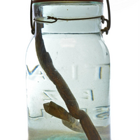 sticks from an ancient Native fish weir inside of a clear glass jar filled with water