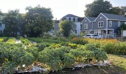 A community garden growing enormous greens and veggies.