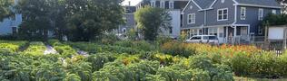 A community garden growing enormous greens and veggies.
